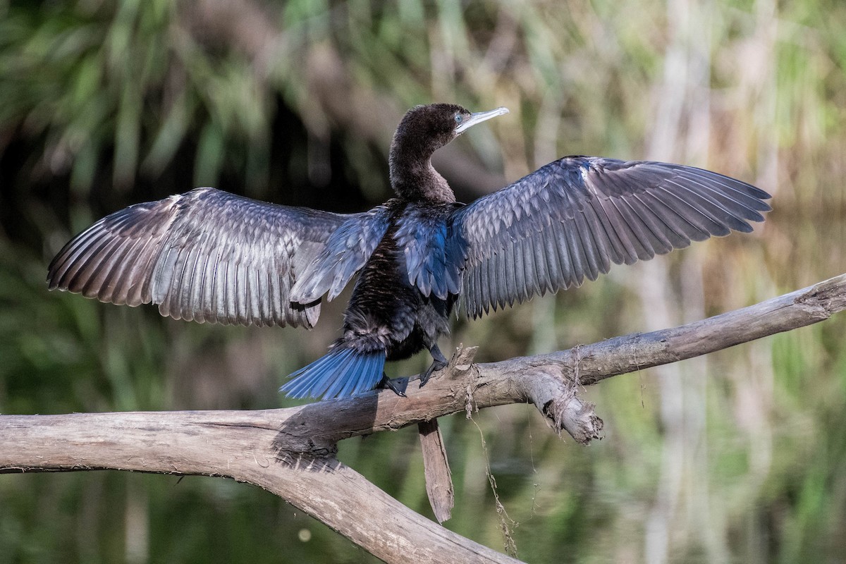 Little Black Cormorant - Terence Alexander
