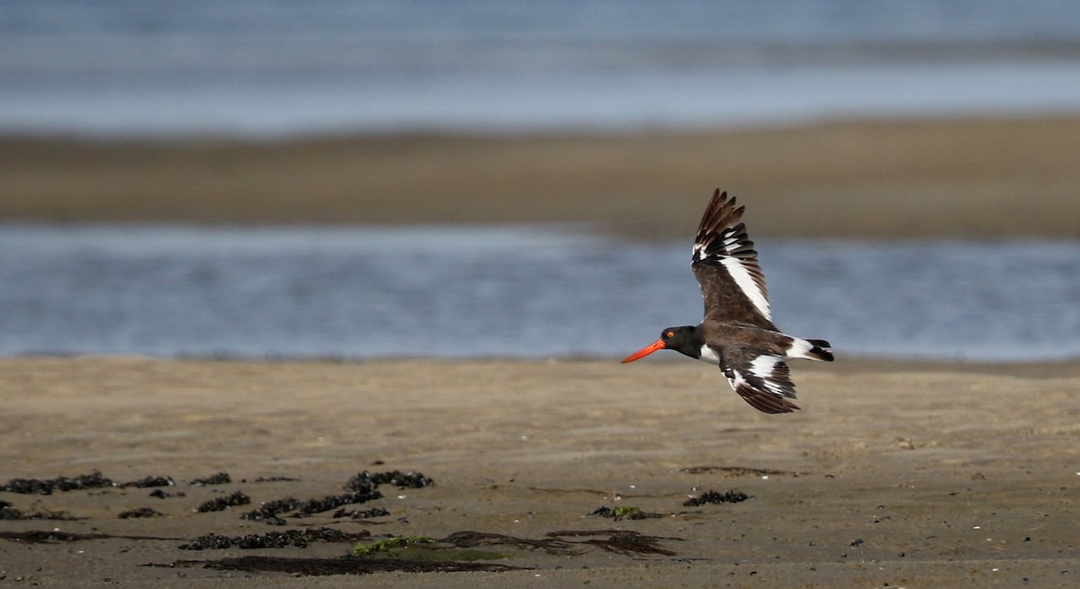 American Oystercatcher - Jay McGowan