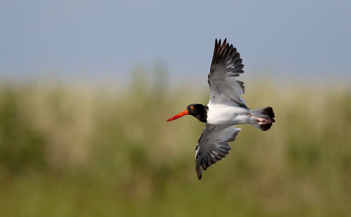 American Oystercatcher - ML75394991