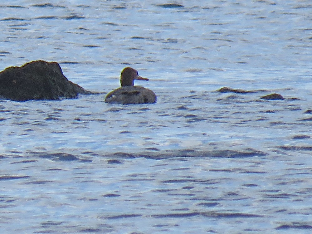 Red-breasted Merganser - ML75395771