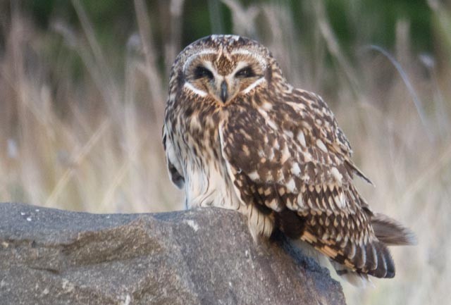 Short-eared Owl - ML75396131