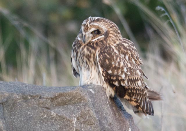 Short-eared Owl - ML75396141