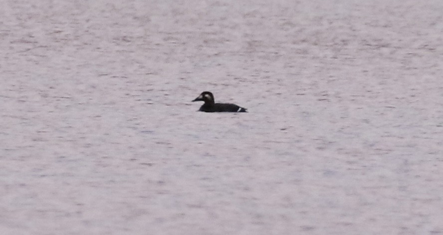 White-winged Scoter - ML75396301