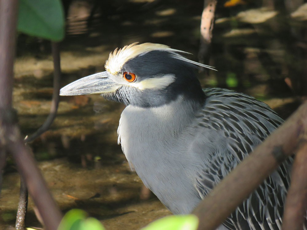 Yellow-crowned Night Heron - ML75396751