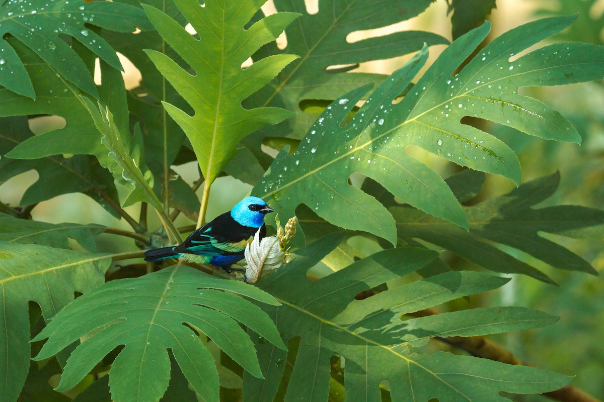 Blue-necked Tanager - ML75396821
