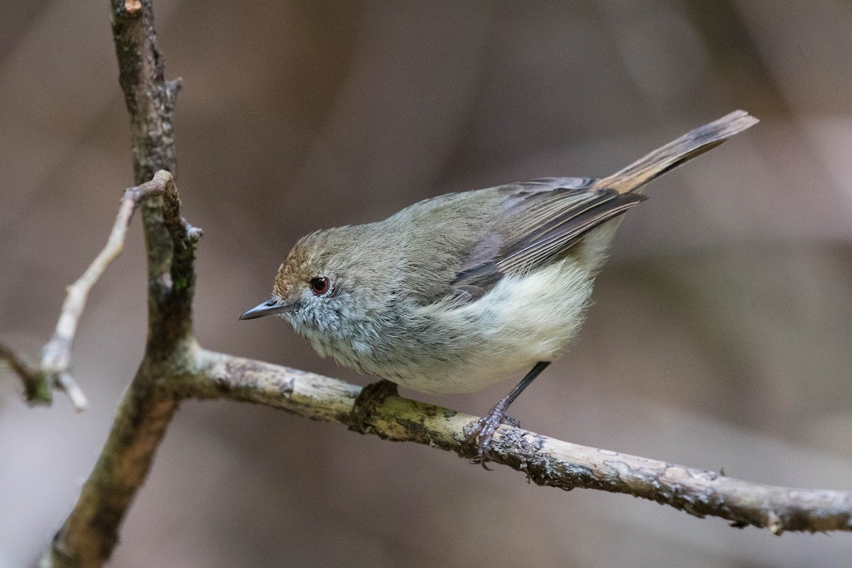 Brown Thornbill - Terence Alexander