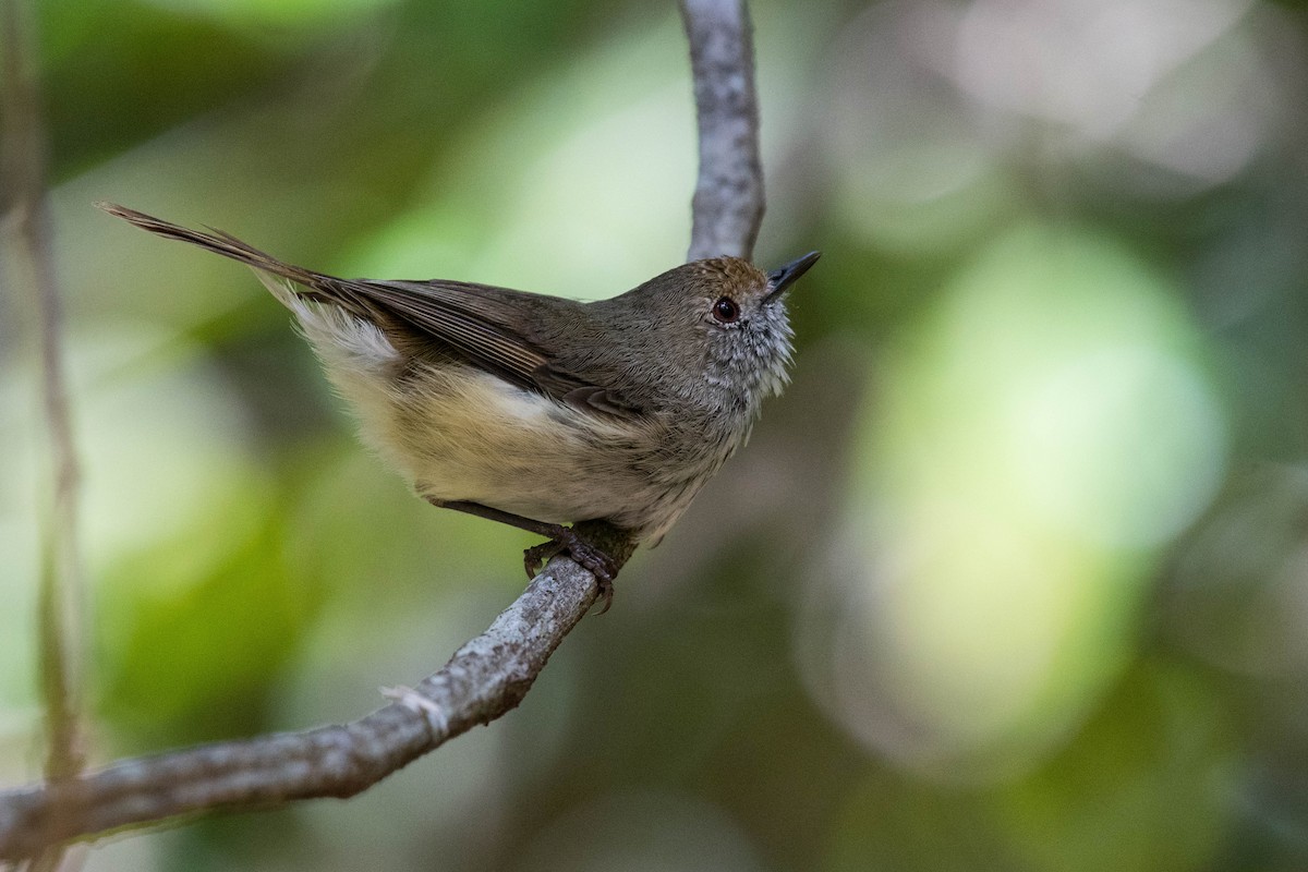 Brown Thornbill - Terence Alexander