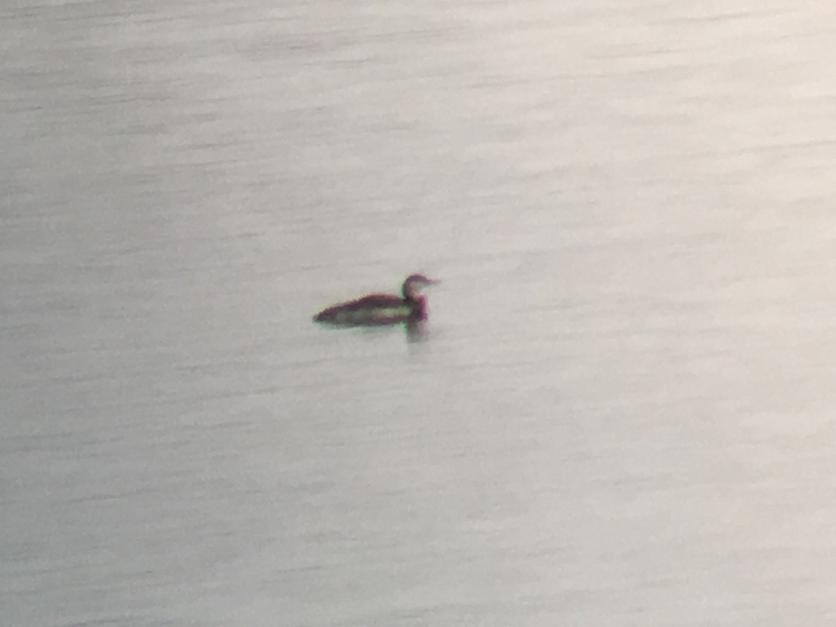 Red-throated Loon - Stollery & Flood