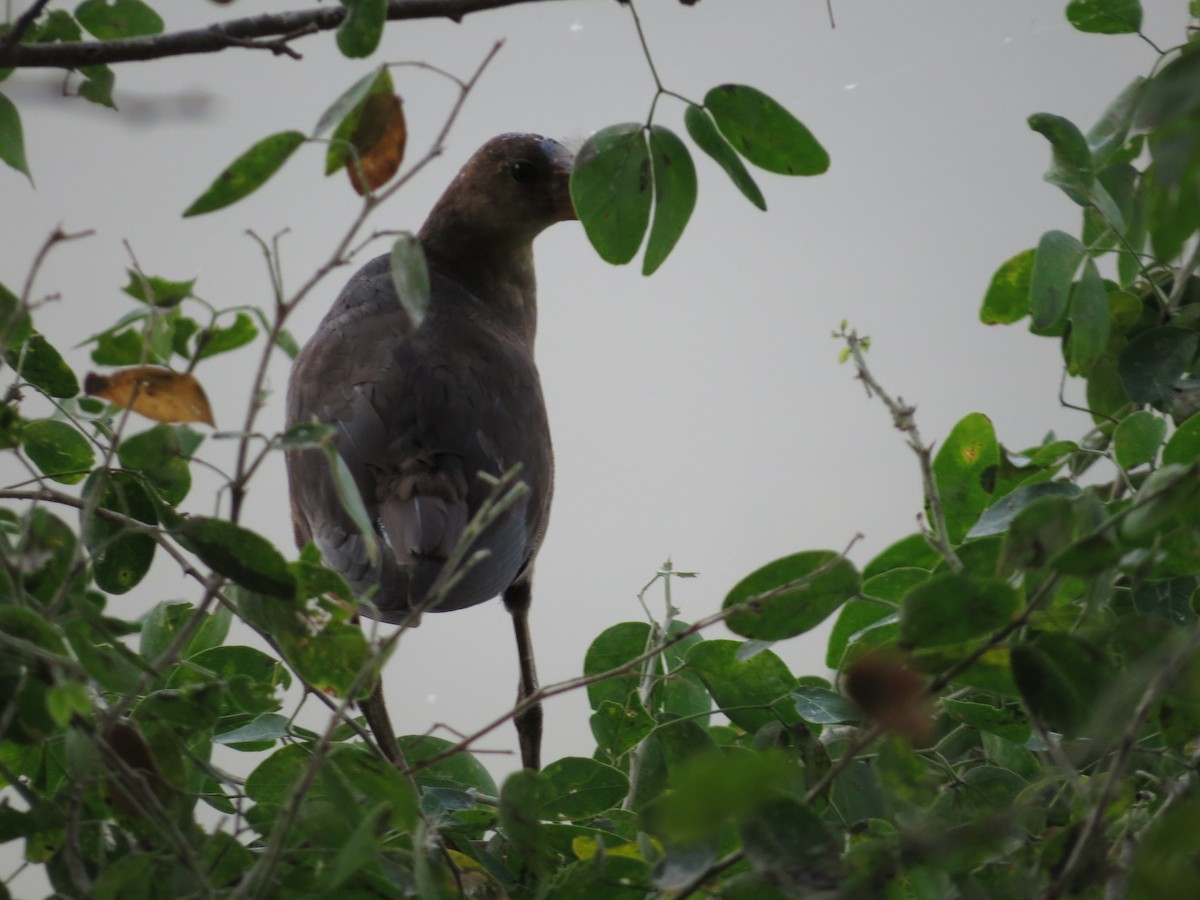 Common Gallinule - Oveth Fuentes