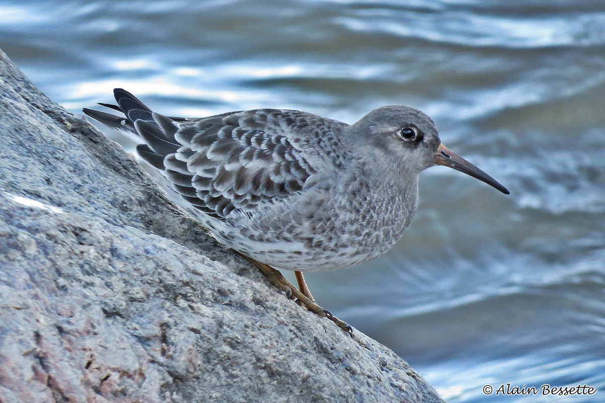 Purple Sandpiper - ML75399771