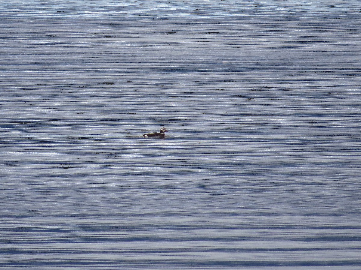 Long-tailed Duck - ML75400411