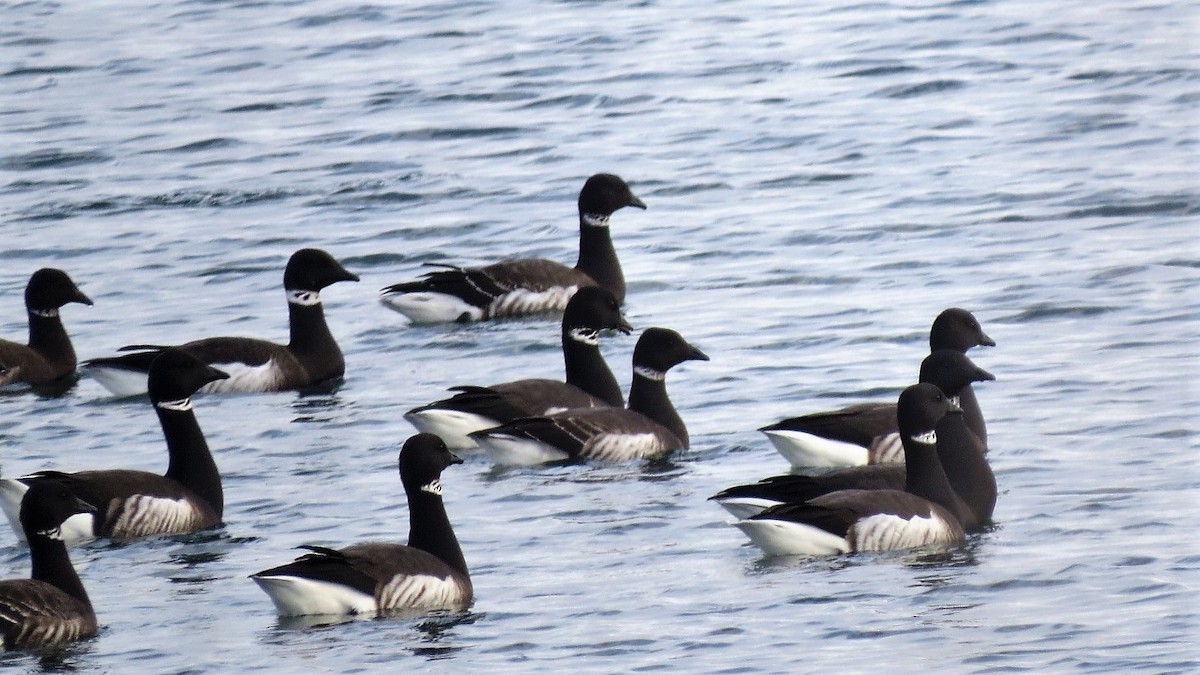 Brant - ML75400891