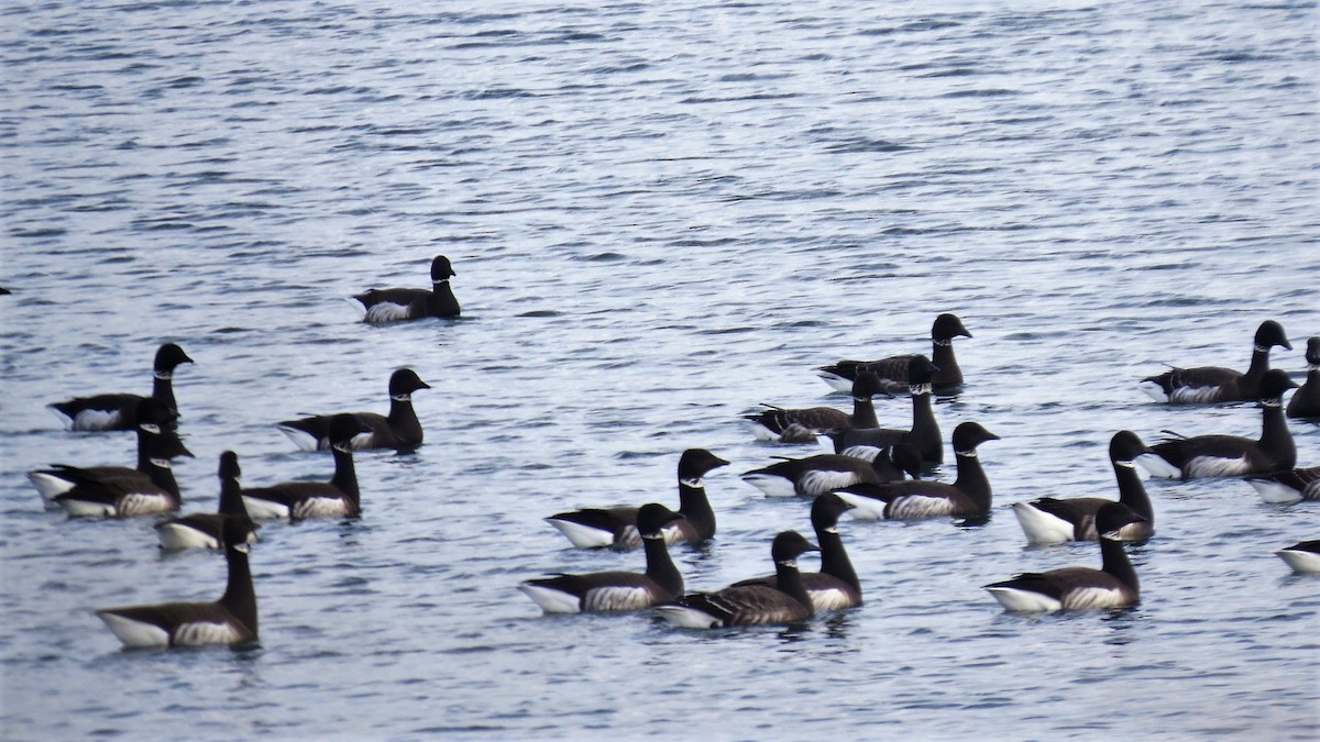 Brant - ML75400901