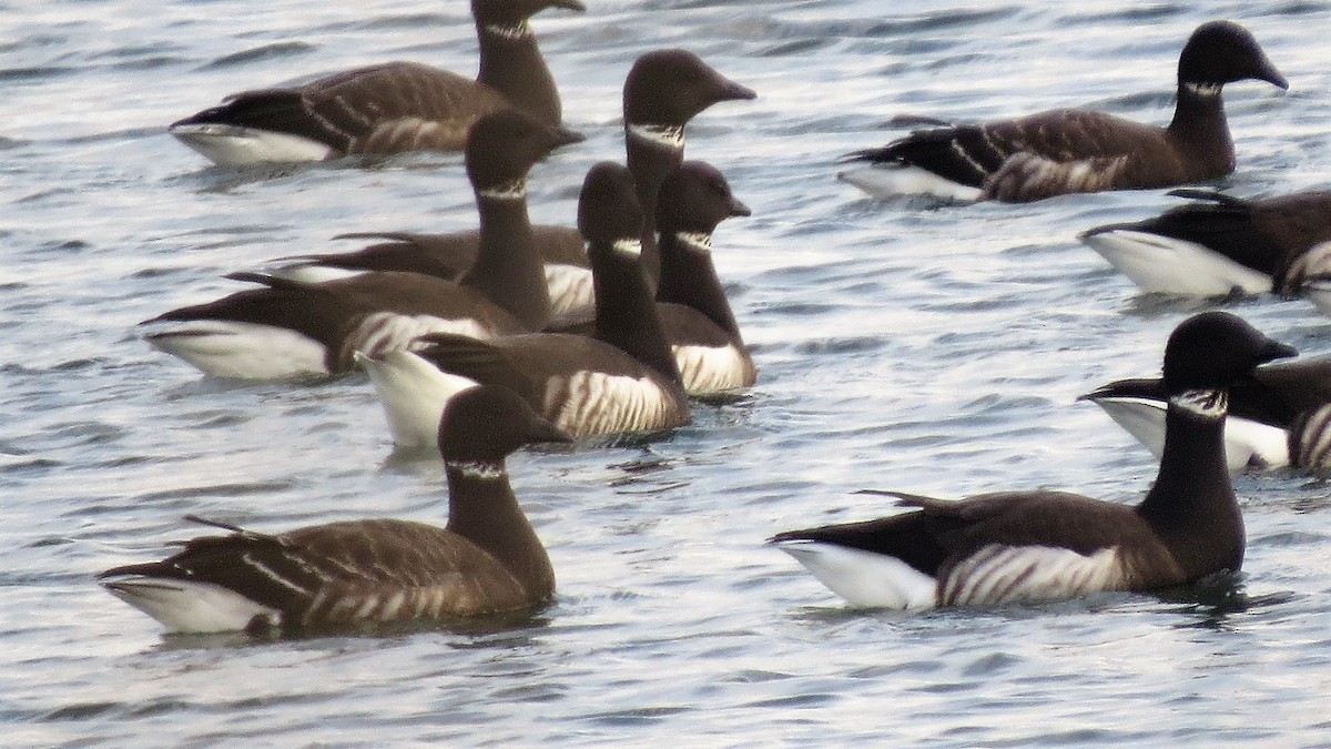 Brant - ML75400911