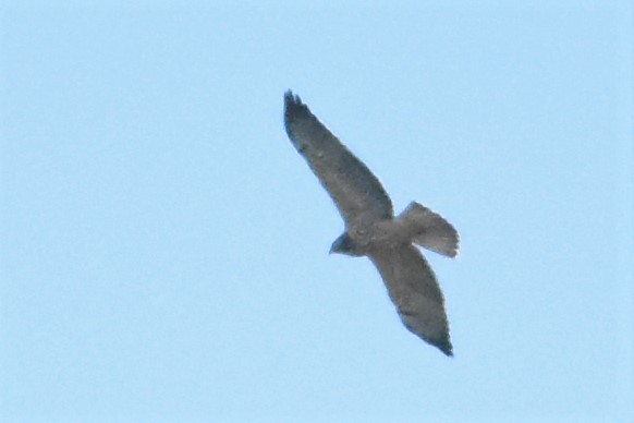 Swainson's Hawk - ML75401561