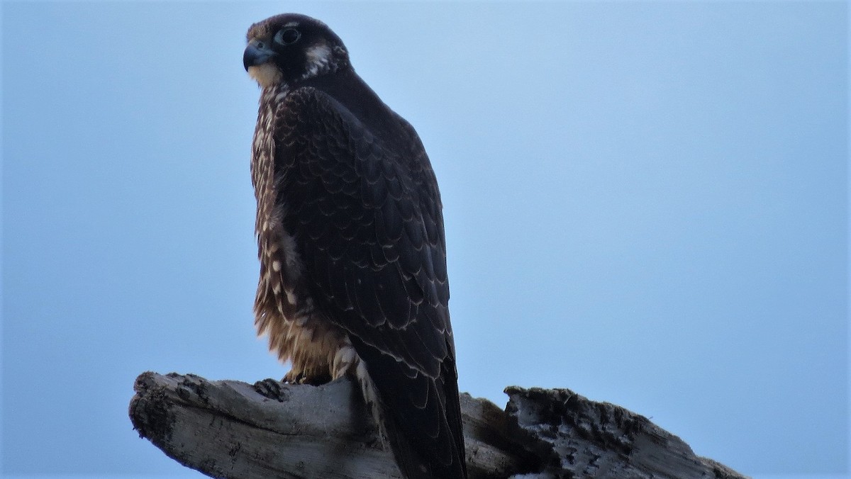 Peregrine Falcon - ML75401761