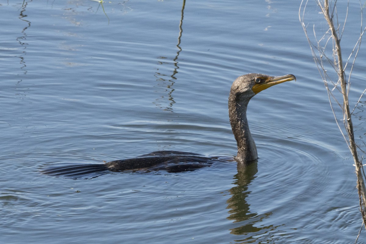 Double-crested Cormorant - ML75401801