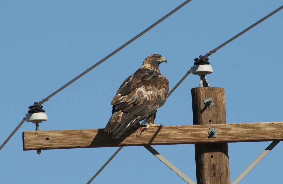 Golden Eagle - ML75401891