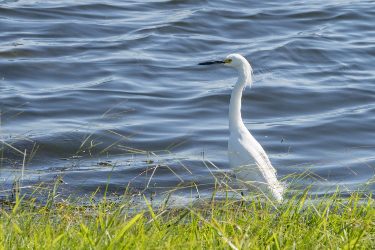 Snowy Egret - ML75402091