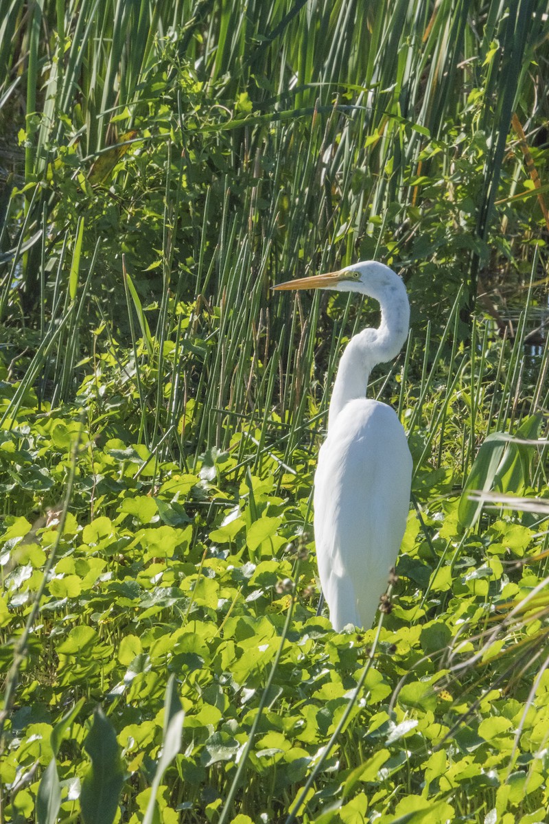 Grande Aigrette - ML75402261