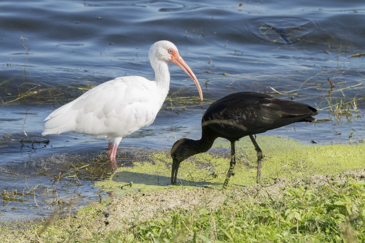 White Ibis - ML75402791