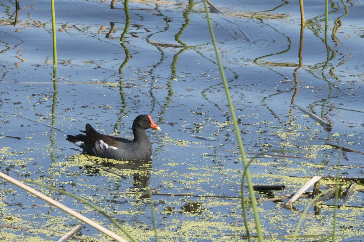 Gallinule d'Amérique - ML75402971