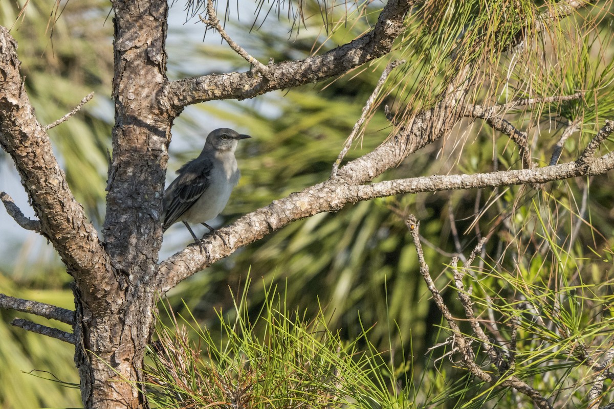 Northern Mockingbird - ML75403271