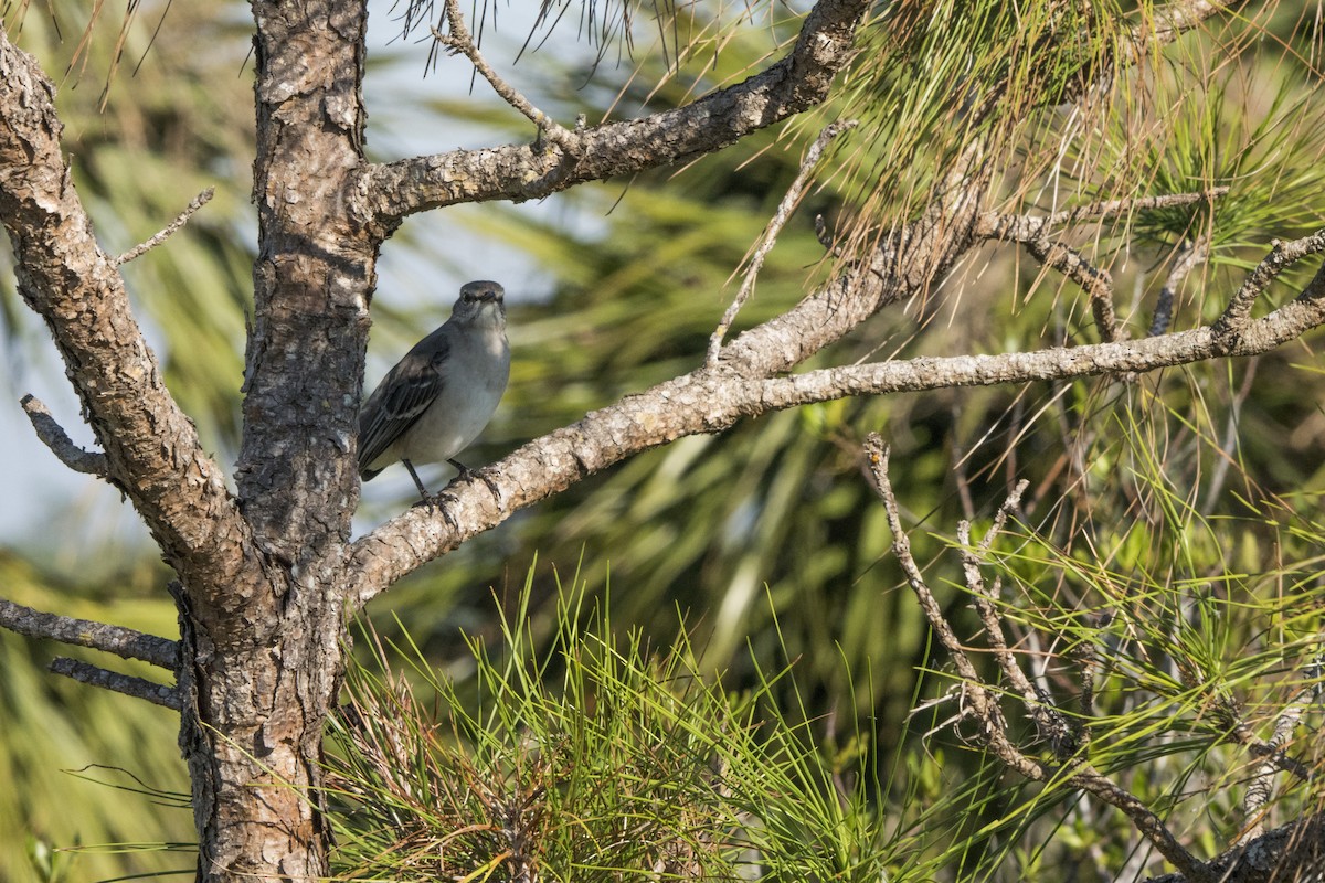 Northern Mockingbird - Joseph Cooney