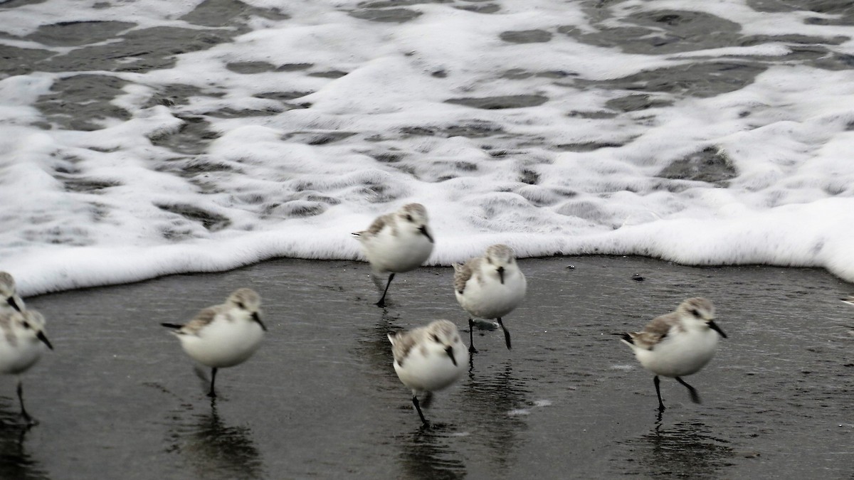 Bécasseau sanderling - ML75403361