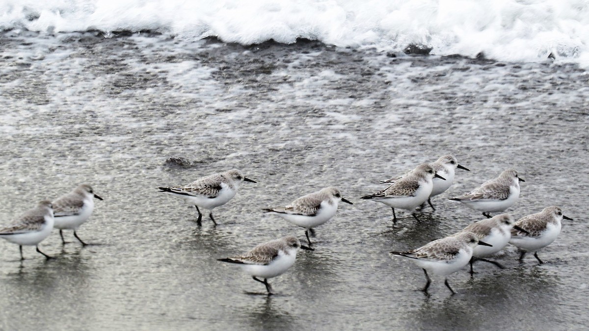 Bécasseau sanderling - ML75403371