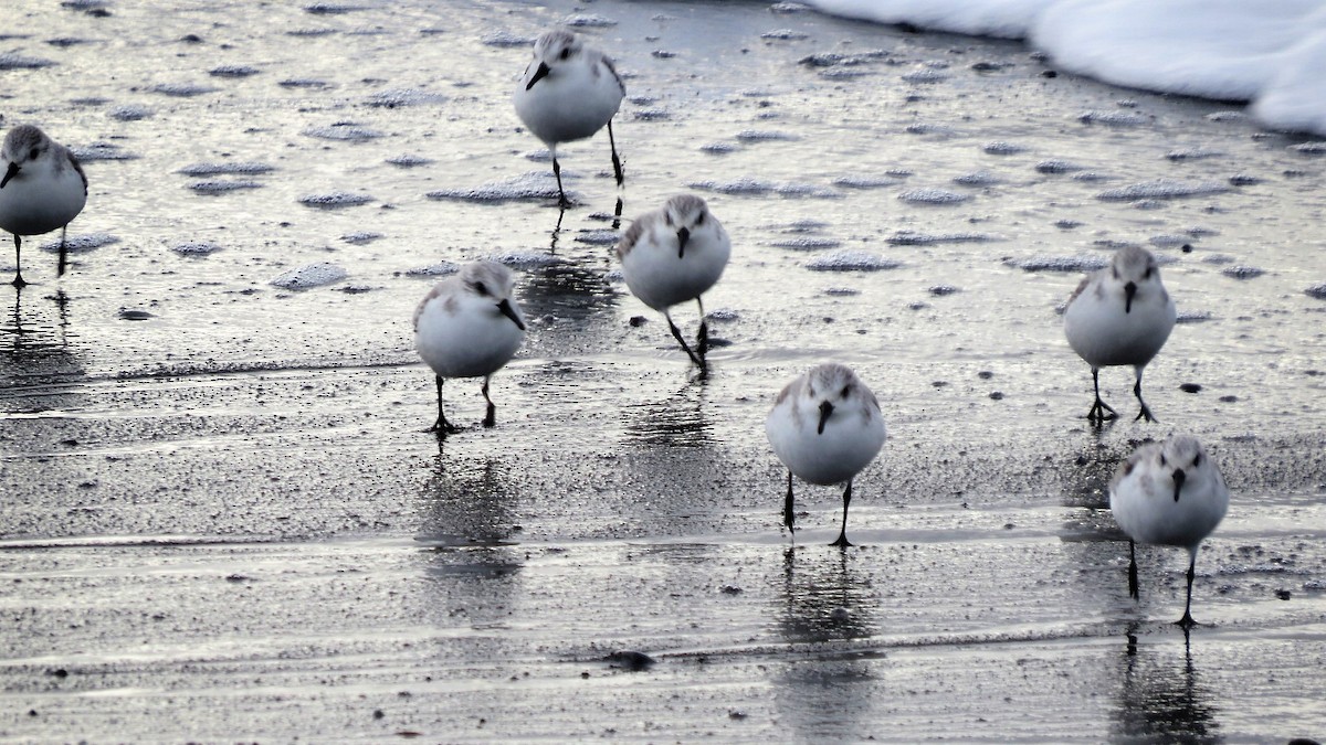 Bécasseau sanderling - ML75403381