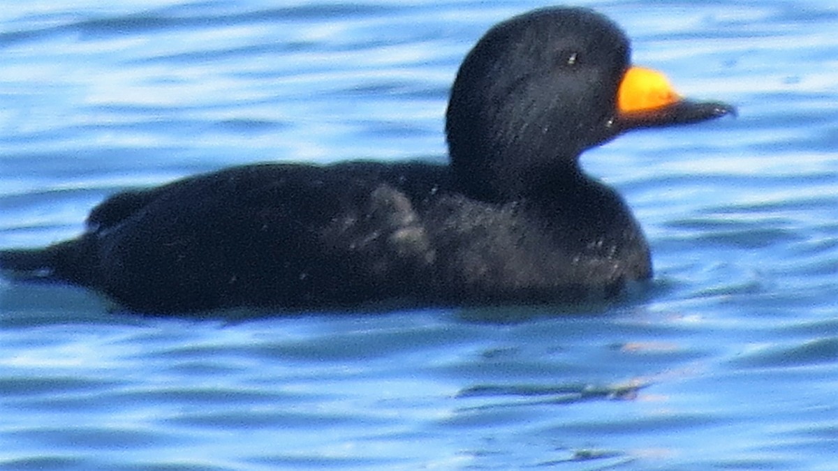 Black Scoter - Michael Barry