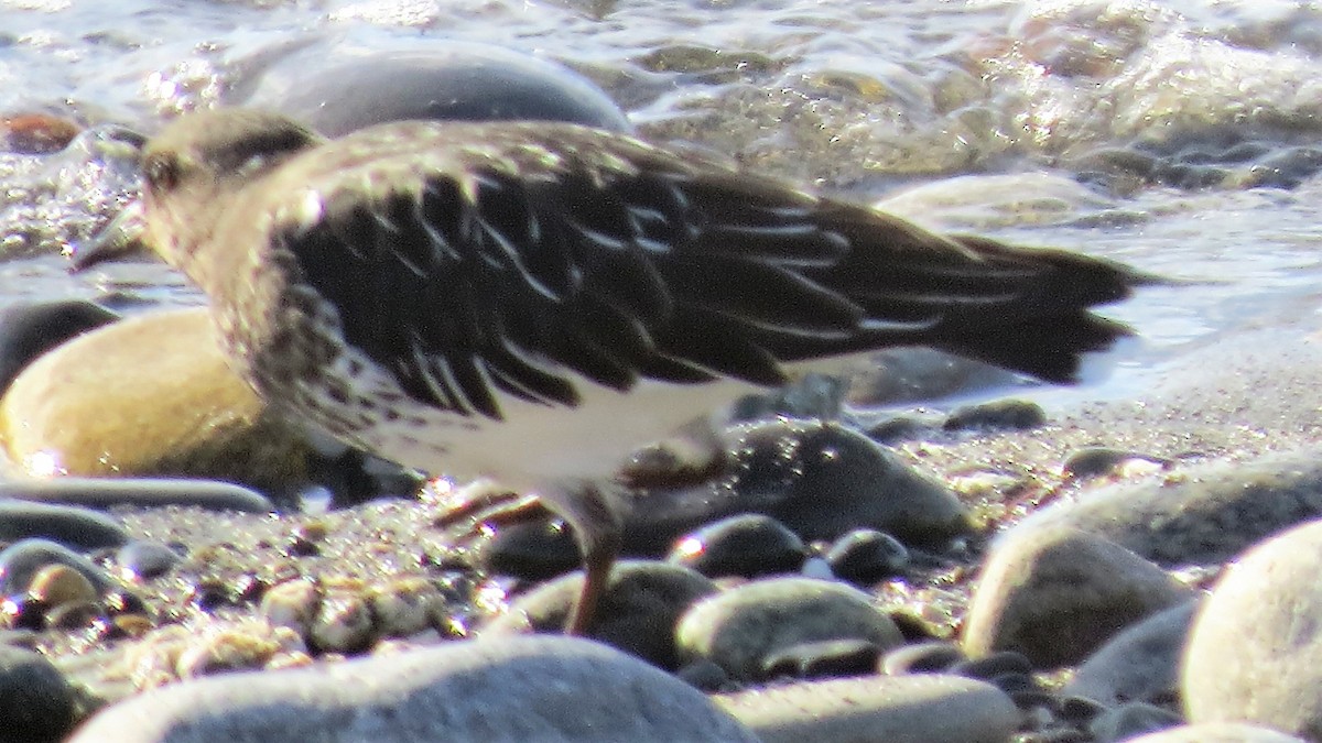 Black Turnstone - ML75403991