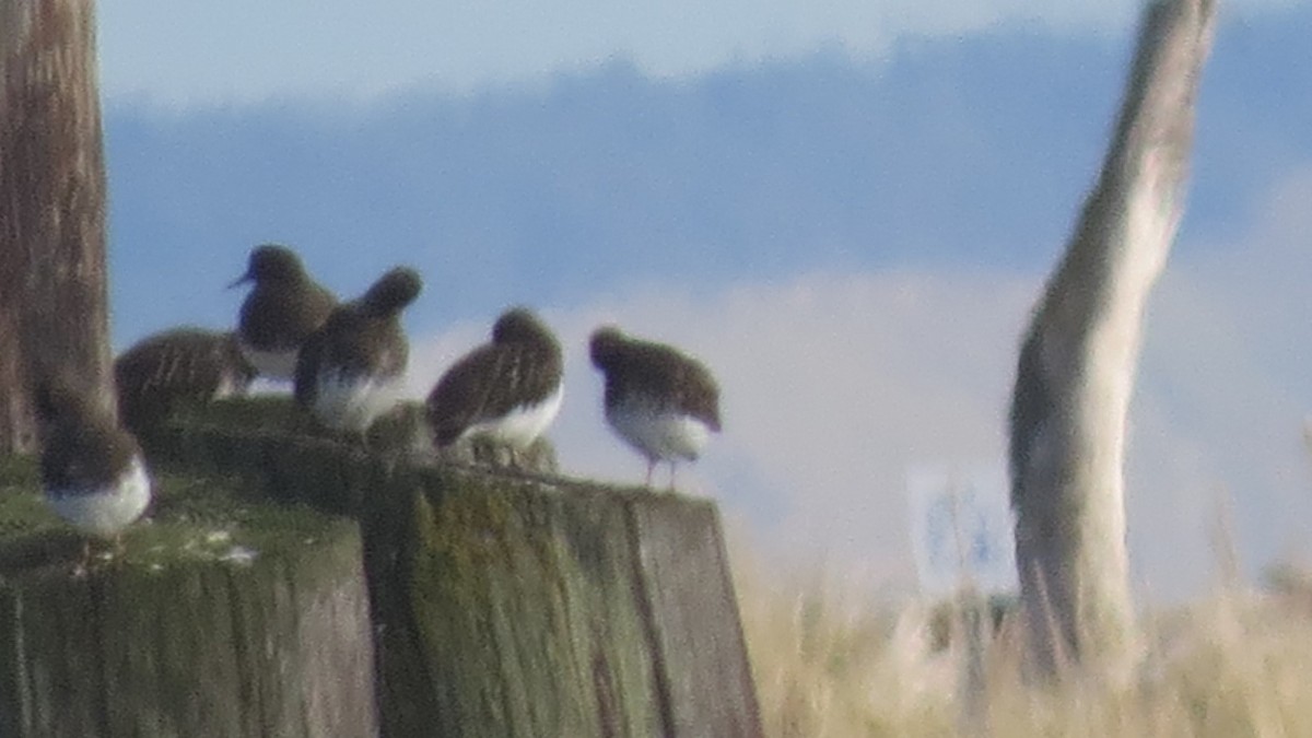 Black Turnstone - ML75404051