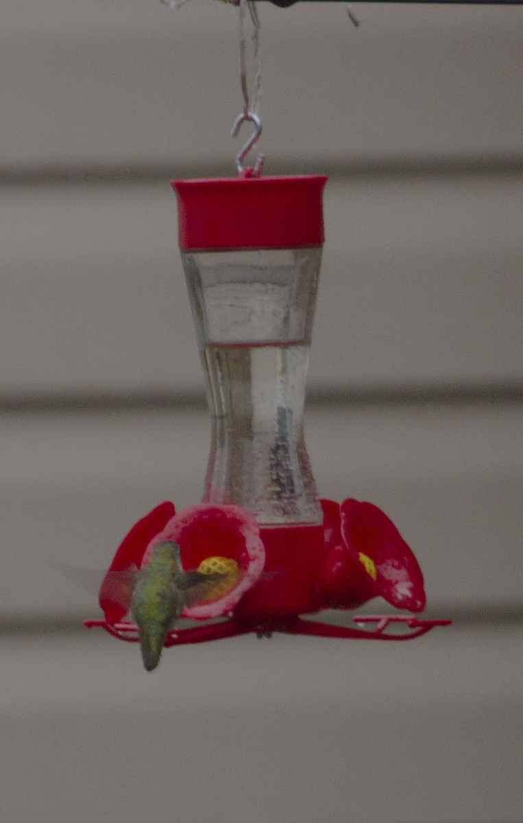 Anna's Hummingbird - Steve Charbonneau
