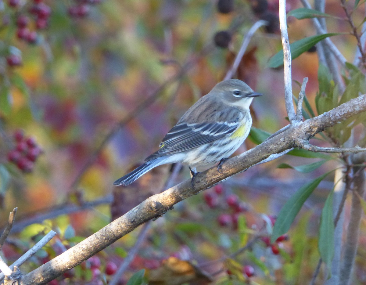 Yellow-rumped Warbler - ML75404941