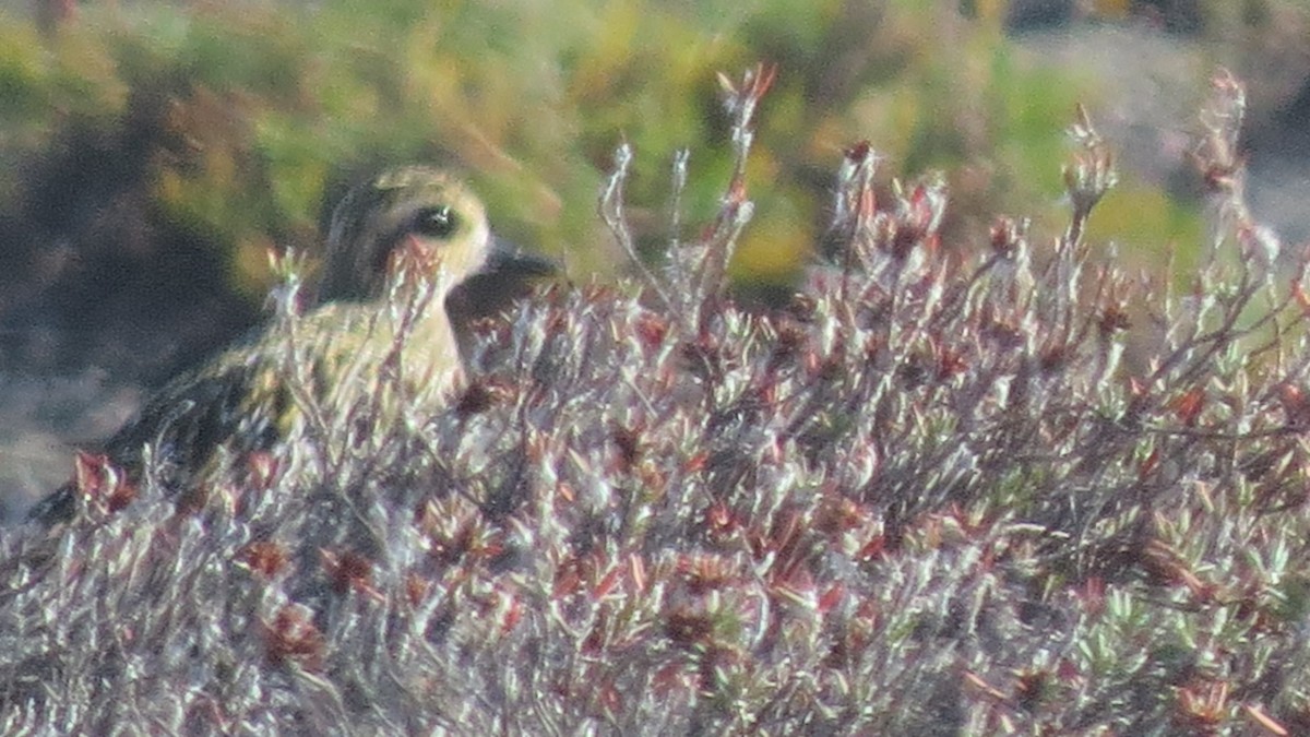 Pacific Golden-Plover - ML75405021