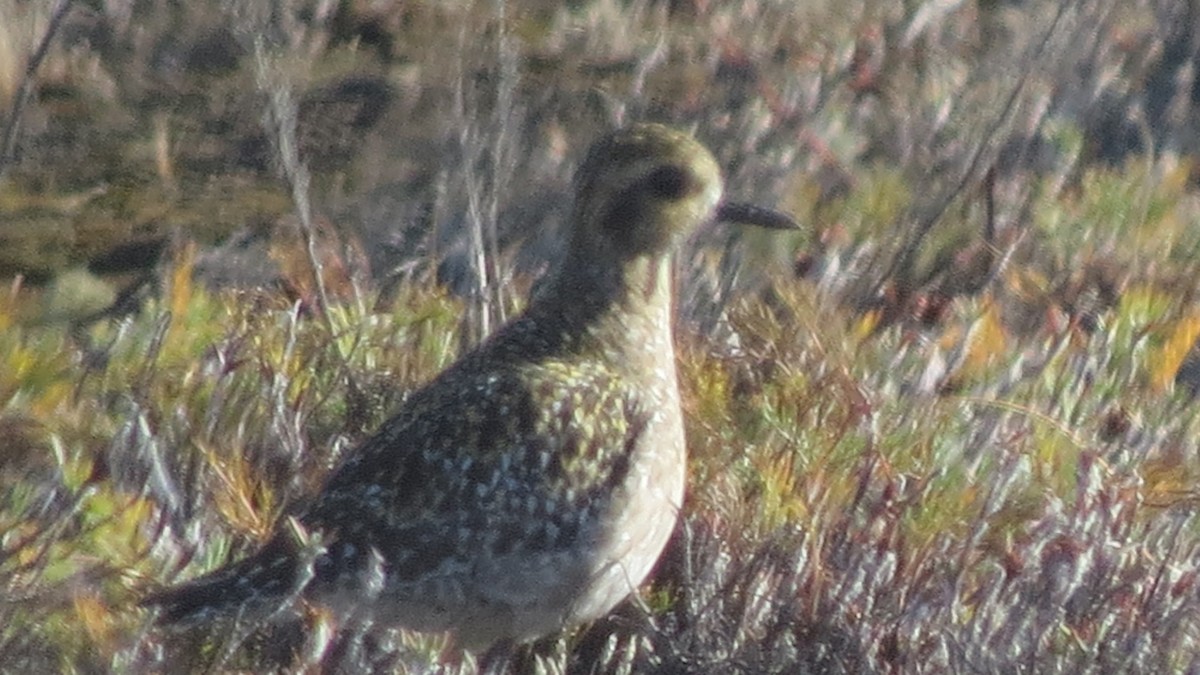 Pacific Golden-Plover - ML75405031