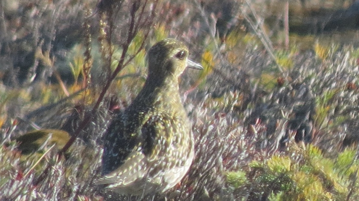 Pacific Golden-Plover - ML75405041