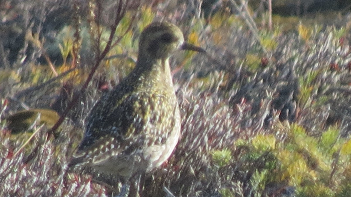 Pacific Golden-Plover - Michael Barry