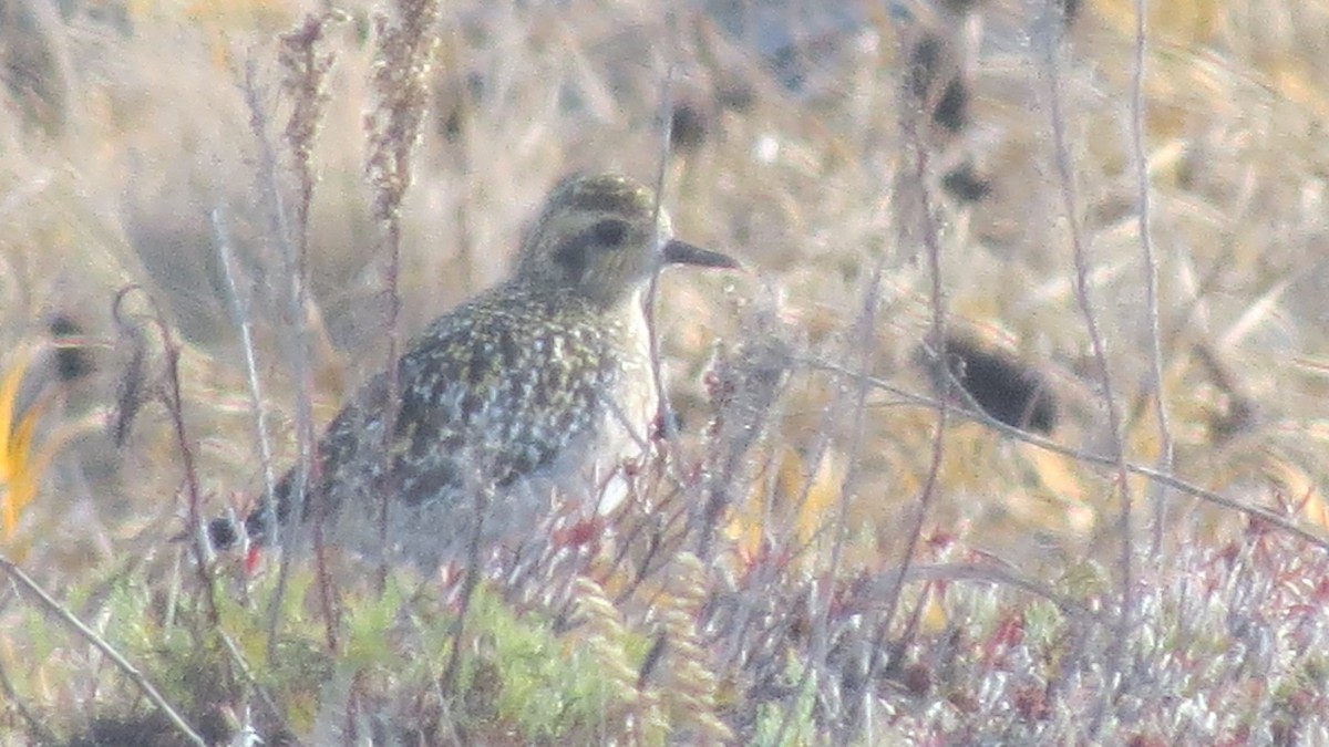 Pacific Golden-Plover - ML75405081