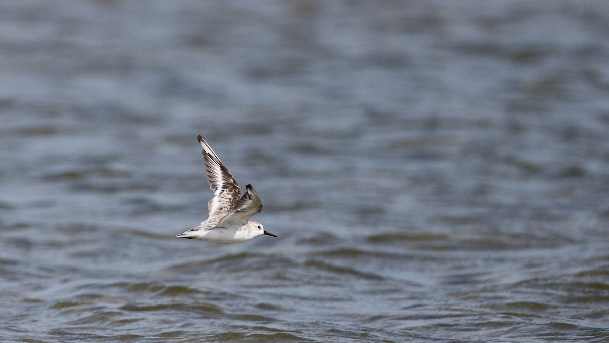 Bécasseau sanderling - ML75405341