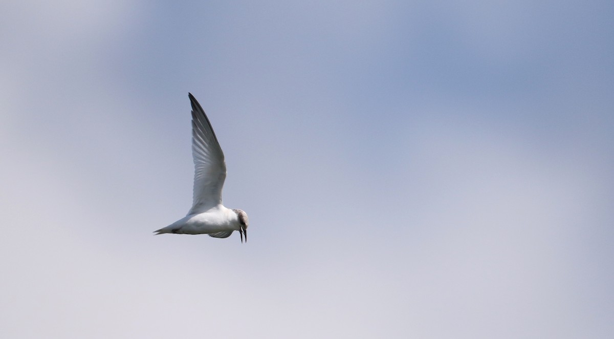 Least Tern - ML75405581