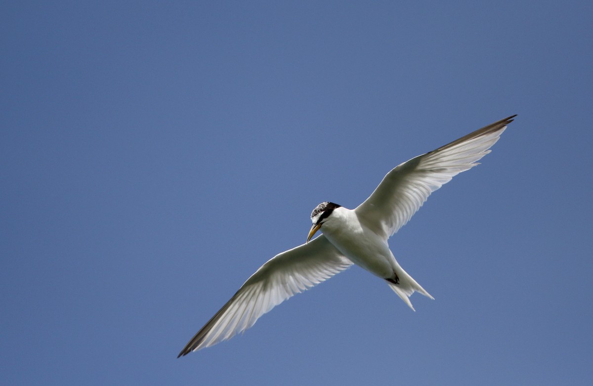 Least Tern - ML75405821