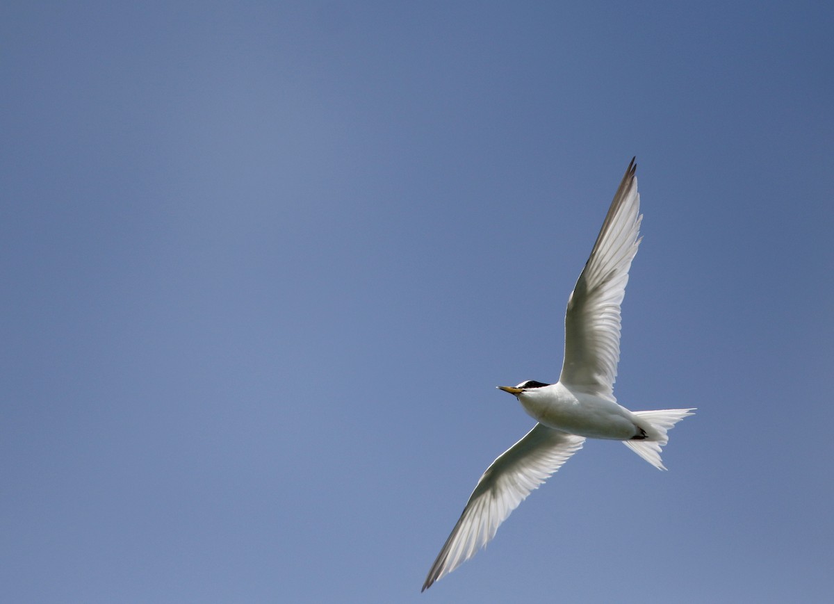 Least Tern - ML75405931