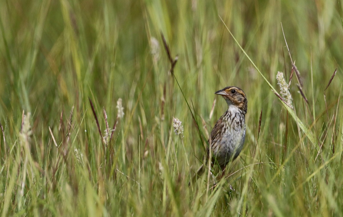 Saltmarsh Sparrow - ML75406431