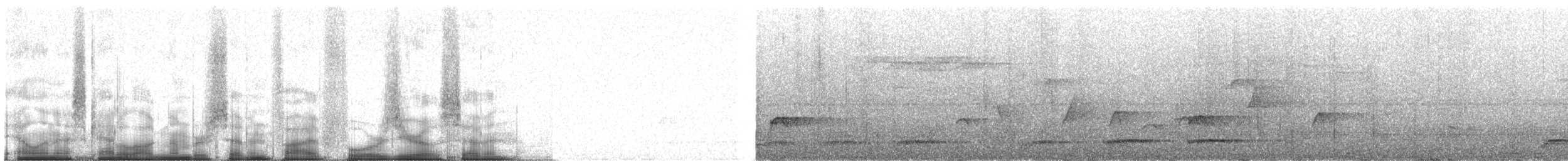 Eurylaime de Whitehead - ML75407