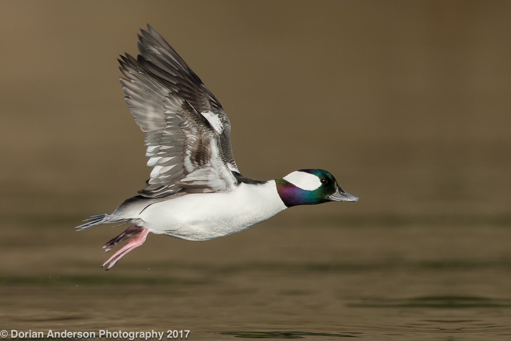 Bufflehead - ML75407931