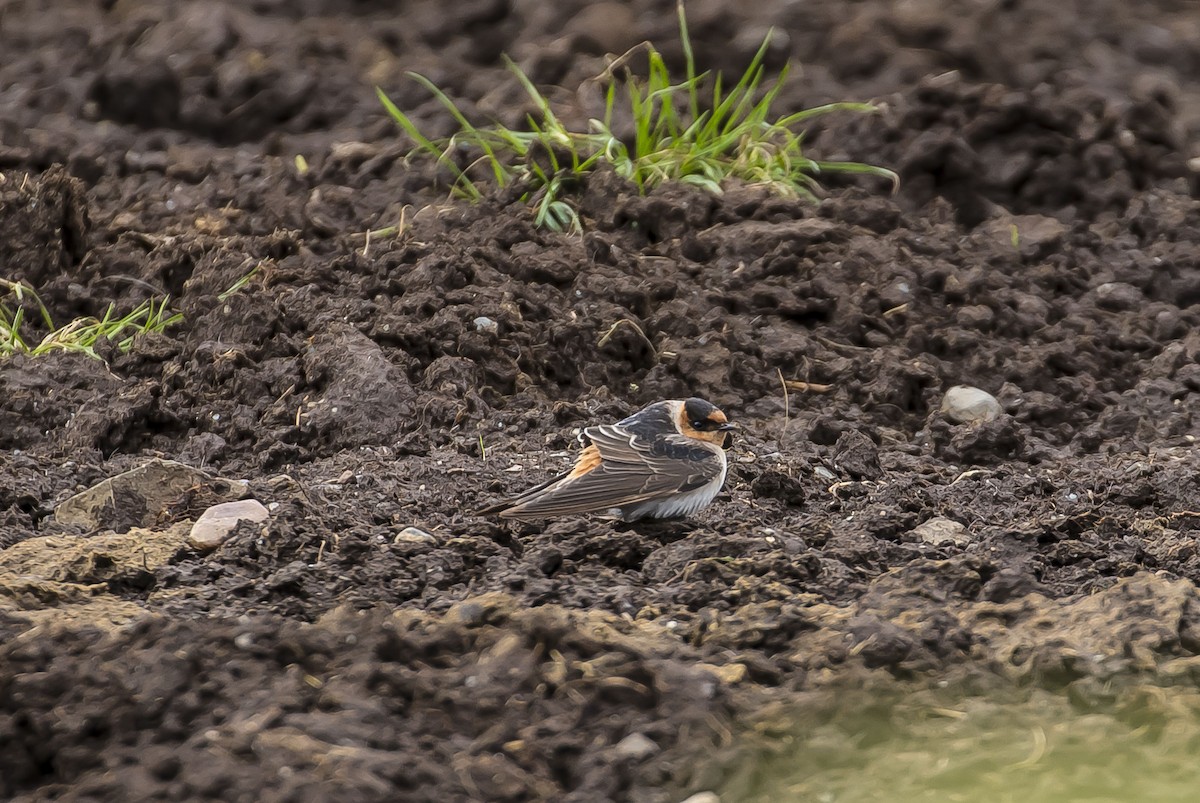 Cave Swallow - ML75408201