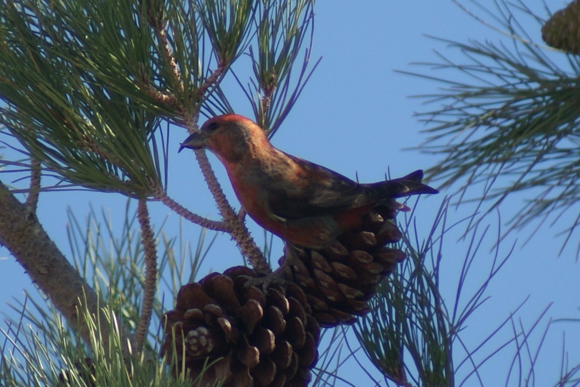 Red Crossbill - ML75408651